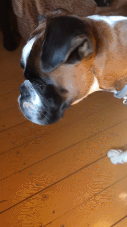Boxer dog soaking up sunlight in a Russian dacha room