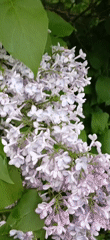 Urban garden features lilacs, topiaries, and inflatable animals documented