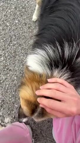 The video shows a person petting the head of a dog that is lying on asphalt. The dog has black, white, and brown fur. The person is wearing pink pants and a pink jacket. The hand is stroking and scratching the fur. Music is playing in the background.