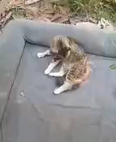 A cat is lying on its side on a grey fabric surface outdoors. The cat is light brown with dark brown stripes and has white paws.  The cat is grooming itself, licking its leg. The camera zooms in on the cat's face, and the cat looks at the camera and meows. The camera quickly moves around and films the cat from the other side.