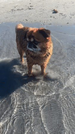 Wet dog plays with toy on Durrës beach