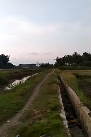A wide shot captures a dirt path running alongside a concrete irrigation ditch filled with murky water and debris. Lush green grass borders the path and ditch, contrasting with a dry, tilled field on the right. In the distance, a cluster of palm trees forms a dark line against a hazy sky. A low-rise building with a white structure is visible to the left of the path, beyond which are more buildings. The overall impression is a rural landscape during daylight, possibly early morning or late afternoon, given the soft light and clear sky.