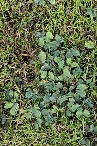 The video shows a close-up, overhead view of grass and a plant with small, feathery leaves. In the last few seconds, a person's foot wearing a sandal is visible stepping onto the plants.