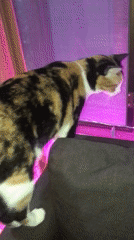 Calico cat and home scenes documented in Thai village