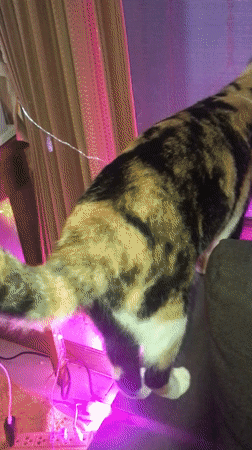 Calico cat and home scenes documented in Thai village