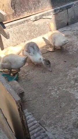 The video shows a group of ducklings on a concrete surface, possibly outdoors. The ducklings are of various colors, including light yellow and grey. One duckling in the foreground is particularly detailed, showing its beak and feathers. Another duckling is partially obscured by a wooden object in the lower left corner. In the background, there are some stone structures and a hint of a wooden chair. The lighting suggests it might be daytime, with sunlight casting shadows. The ducklings appear to be foraging or exploring their surroundings. The overall scene is one of young animals in a rustic or naturalistic setting. There is no visible text in the video.