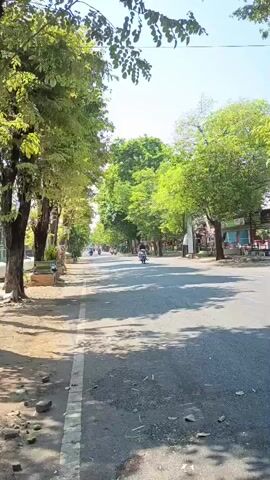 A vertical video shows a tree-lined street on a sunny day. The road has two lanes and is paved with asphalt. There are numerous green trees lining both sides of the street, casting shadows on the road. On the left side of the street, there is a sidewalk with some debris. On the right side, there appear to be buildings or shops. Several motorcycles are visible on the road, moving in the same direction. One motorcycle is in the foreground on the right side of the frame, ridden by a person wearing a dark shirt and a helmet. The sky is clear and blue.