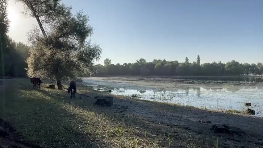 This media file captures a serene sunrise scene by a tranquil lake in Kyrgyzstan. The sun, just beginning to rise, casts a warm glow on the landscape, creating a peaceful and serene atmosphere. The clear blue sky indicates fair weather.

The foreground features a muddy, sparsely vegetated shoreline with several tree stumps scattered about, suggesting a natural, undeveloped area. A large, leafy tree stands prominently on the left, its branches casting dappled shadows on the ground. Several dark, quadrupedal animals, possibly young cattle or calves, are visible near the tree, resting in the shade or grazing. They appear calm and unbothered by the approaching day.

The main subject of the scene is the expansive lake, which is covered in a shimmering layer of water and interspersed with patches of aquatic vegetation. The surface of the water reflects the clear sky and the distant treeline, creating a sense of depth and vastness. The shoreline stretches across the frame, leading the eye towards the horizon where a dense forest of trees forms a natural boundary. The overall impression is one of natural beauty and quietude, a perfect moment captured at the dawn of a new day. There is no visible text in the media file.