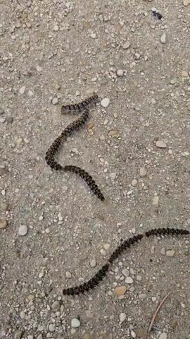 The video shows a group of processionary caterpillars moving across a dirt path with small rocks. The caterpillars are dark with lighter colored stripes or spots and are moving in single file lines.  A child's voice is heard at the beginning of the video.