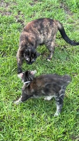 Two cats are on a grassy lawn. One cat, with tortoiseshell markings, stands and appears to be interacting with the other cat. The second cat, with tabby and tortoiseshell markings, is lying on its back in the grass, its paws in the air. The video is brief and shows the cats in a playful or curious interaction.