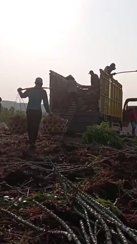 A group of men are working in a harvested field under a bright sky. In the foreground, there are piles of harvested cassava stalks and roots. In the middle ground, a man is walking away from the viewer, carrying a load of cassava roots on his shoulder pole, towards a truck. The truck is parked and appears to be filled with cassava. Several other men are visible on and around the truck, some appearing to be loading or unloading the cassava. The ground is brown and covered with soil and plant debris. The overall scene suggests agricultural labor, likely harvesting and transporting crops.