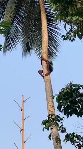 A person is climbing a tall coconut tree under a blue sky. The individual, dressed in shorts and a shirt, uses their arms and legs to grip the trunk as they ascend. The tree is surrounded by other trees with green foliage, and there are some bamboo-like sticks standing nearby. The angle of the shot is from below, looking up at the tree and the climber. There are two people talking in the background.
