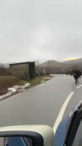 From the perspective of a blue car, several dark-colored cows are walking across a wet road in a rural area. A small stone building is to the left of the road. The sky is overcast. Hills are visible in the background.