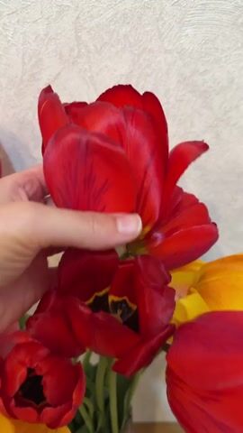 A hand is holding a bouquet of red tulips. The hand gently peels back the petals of one tulip to reveal the black and yellow interior of the flower. The background is a textured, off-white wall.