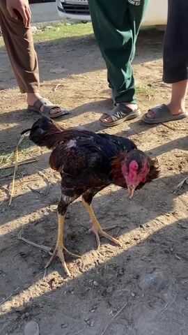 A rooster with dark feathers and a red comb stands on dusty ground. Three individuals, their lower legs and feet visible, stand behind it. They are wearing sandals. A white car is partially visible in the background. The hand of a person is extended towards the rooster, palm up. The scene is outdoors during daylight.