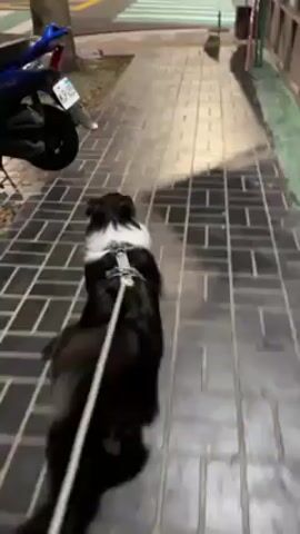A black and white dog is being walked on a leash down a brick sidewalk at night.  The dog is wearing a harness. The camera follows behind the dog. A street with a crosswalk is visible ahead.  A scooter is parked nearby. The scene appears to be in an urban area.