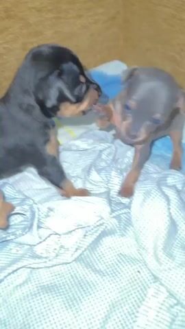 This is a video of two very young puppies playing on a patterned blanket. One puppy is mostly black with tan markings and is lying down, while the other is a lighter gray-brown color and is standing. The puppies appear to be interacting playfully, with the standing puppy raising a paw as if to paw at the other. The background is a textured brown surface, likely a couch or wall, and a blue and white patterned blanket. The lighting suggests it is indoors, possibly during the day. The scene is intimate and captures the innocent playfulness of young animals. There is no visible text in the video.