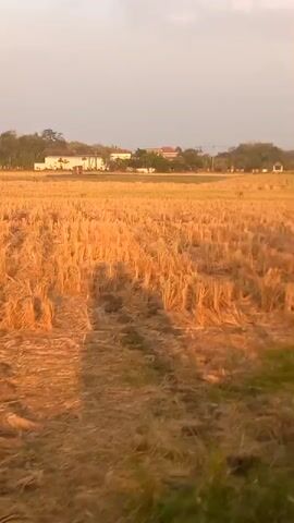 The video shows a view from a moving vehicle looking out over a field of harvested crops, likely wheat or barley, with stubble remaining. In the foreground, there is green foliage, possibly a tree or shrub. In the background, there are a few buildings and trees. The sky is visible, appearing hazy or cloudy. The lighting suggests it is either sunrise or sunset, with a warm, golden hue over the landscape. The video appears to be shot with a handheld camera or a phone, as there is some motion blur and slight shakiness. No people or animals are clearly visible. The environment is rural.