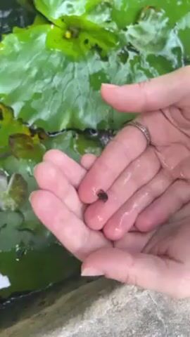 A pair of hands holds a tiny, dark frog. The hands are wet and the frog is sitting in the palm. A silver ring is visible on one of the fingers. A lily pad is visible in the background. The frog is very small.