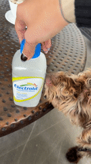 Dog sniffs rehydration drink in Mexico home