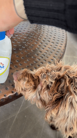 Dog sniffs rehydration drink in Mexico home
