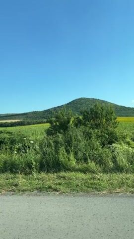 The video shows a landscape from the perspective of a moving vehicle. The scene is dominated by a large, green, rounded hill covered in trees. In front of the hill, there is a vast field of bright yellow flowers, likely sunflowers, stretching across the landscape. In the foreground, there is a road with a metal guardrail, and on either side of the road are patches of dry grass and some green vegetation. The sky above is a clear, vibrant blue. The video is shot in daylight, with the sun appearing to be high in the sky, suggesting it's daytime. There are no people or specific actions visible in the video beyond the general sense of travel.