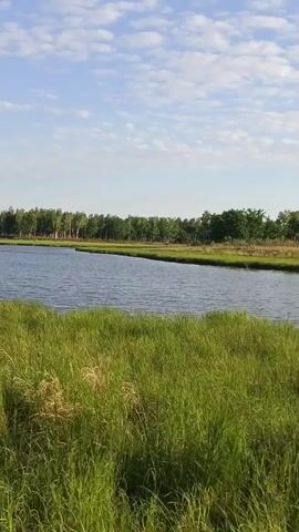 The video pans across a tranquil natural landscape. In the foreground, tall green grass sways gently. Beyond the grass is a body of calm water, reflecting the sky. Across the water, a line of trees, predominantly deciduous with lighter bark, forms a treeline. The sky is a light blue with scattered white clouds. The scene appears to be a peaceful lakeside or riverbank setting.