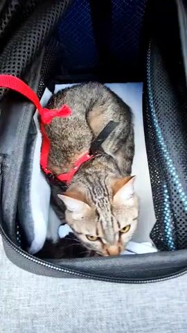 A cat wearing a red harness with a bow sits curled up in a black pet carrier. The carrier is lined with white fabric and mesh. A finger reaches towards the cat, who is looking downward with its yellow eyes. There is a sound of yodeling.