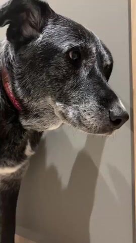 The video presents a close-up view of a medium-sized, dark grey dog with a white muzzle and paws, wearing a red collar, standing next to a light grey wall and a wooden door. The dog's gaze is directed towards the right side of the frame. A human hand enters the shot, approaching the dog. The dog then sniffs the hand.