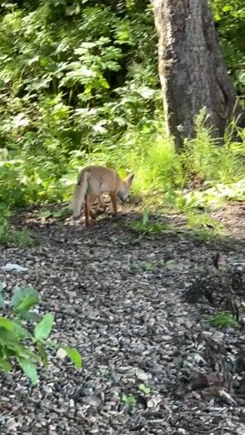 The video shows a red fox walking on a path with trees and foliage in the background. The ground is covered in small stones and dry leaves. The fox appears to be alone and is moving from left to right across the frame. The lighting suggests it is daytime and the scene is outdoors in a wooded area.