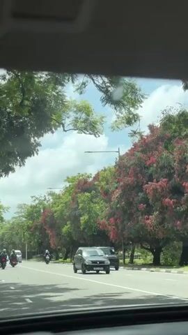 The video, shot from inside a moving vehicle, shows a street scene on a sunny day. The road is lined with trees, some of which have red flowers. Other vehicles, including cars, vans, motorcycles, and a bus, are visible on the road. The sky is blue with scattered white clouds. The focus is on the view through the front windshield of the car.