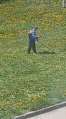 Worker trims dandelion field with gas-powered equipment in Bugulma