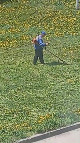 Worker trims dandelion field with gas-powered equipment in Bugulma