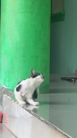 A black and white kitten is seen scratching its ear while sitting on a tiled surface in front of a green pillar. The kitten briefly looks at the camera before turning its head away. The background consists of a light blue wall and a hint of a mat on the floor.