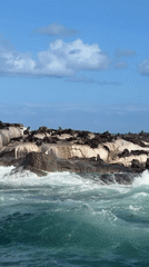 Seal colony gathers on Hout Bay rocks under sunny skies