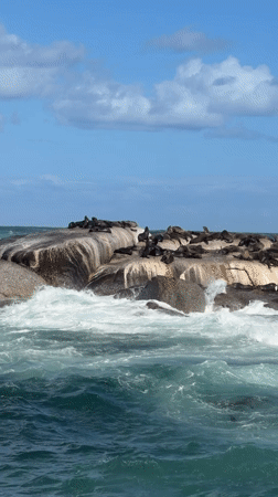 Seal colony gathers on Hout Bay rocks under sunny skies