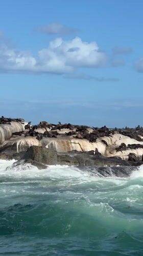 Seal colony gathers on Hout Bay rocks under sunny skies