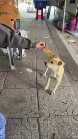 The video shows a person holding a banana peel out to a light brown dog. The dog sniffs the banana peel and then grabs it.  The person follows the dog briefly,  waving a finger at the dog. The video is shot outside on a tiled sidewalk.  A red and blue cooler and other miscellaneous items are visible along the wall behind the dog and person.