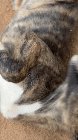 Morning life scenes captured across residential Abuja neighborhoods