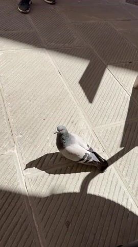 The video captures a close-up outdoor scene in what appears to be a sunlit European town square or street, specifically in San Gimignano, Italy. A plump, light gray pigeon with black markings on its wings is resting on textured stone or concrete pavement, which has a diagonal striped pattern within its square tiles.

Strong, distinct shadows from unseen objects or people cut across the bright pavement, indicating a sunny day. In the foreground, a person's hand enters the frame from the bottom left. A female voice says "Иди, давай!" (Go, come on!) as the hand moves towards the pigeon, almost touching it. The pigeon briefly lifts its head. The hand then moves back and points, as the voice continues, saying "Иди отсюда." (Get out of here.) and then "Иди!" (Go!).

The pigeon slowly walks a few steps to the right, complying with the person's request. In the background, two pairs of human feet in dark sneakers are visible. A dark sign or menu board, possibly from a cafe or restaurant, is partially visible on the far right edge of the frame. The interaction is gentle, with the person shooing the pigeon and the bird calmly moving away.