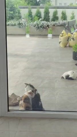 The video shows a close-up view through a glass door, looking out onto a tiled patio. In the foreground, two cats are nestled together, their bodies intertwined. One cat, with patches of black and white fur, is leaning its head on the other cat, which has a calico coat of white, orange, and black. The two cats appear to be sleeping or resting comfortably. To the right, further into the patio, a third cat, predominantly white with some dark markings, is lying down, also seemingly asleep.

The patio area is paved with large, light-colored tiles. In the background, a row of planters filled with greenery and white flowers runs along a wall. Behind the planters, several tall, slender evergreen trees are visible. The setting suggests a residential outdoor space, possibly a backyard or a courtyard.

Beyond the greenery, the tops of buildings can be seen, hinting at an urban or suburban environment. There are also some large, yellow bags scattered on the patio, the purpose of which is unclear. The lighting suggests it is daytime, likely a bright day given the clarity of the scene, although there might be some overcast conditions as the light isn't intensely sunny. The presence of moisture on the tiles in the distance could indicate recent rain. The overall mood conveyed is one of peace and tranquility, with the cats exhibiting a sense of comfort and affection towards each other. No visible text is present in the media file.
