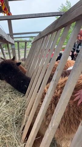 The video shows a feeding trough with several alpacas eating hay. A black alpaca is in the center of the trough, reaching through the wooden slats for the hay. An alpaca with light brown and white fur is on the left side of the frame, and a brown alpaca is on the right. Two people are visible, one wearing a pink hat, standing near the trough, and another person walking in the background. The hay is dry and scattered at the bottom of the trough. The trough is made of wooden slats and beams, with a roof-like structure above it, decorated with colorful flags. The surrounding environment includes a grassy area with trees. The sky is overcast.