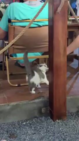 The video shows a gray and white cat walking under an outdoor table with people sitting at it. The cat walks away from the camera, its tail held high, towards a vertical wooden post. Someone calls out to the cat, saying "Kochan, Kochan". The scene is set on a raised concrete patio, with gravel on the ground below. The furniture, including a wooden table and chairs with canvas backs, suggests a casual outdoor dining area.