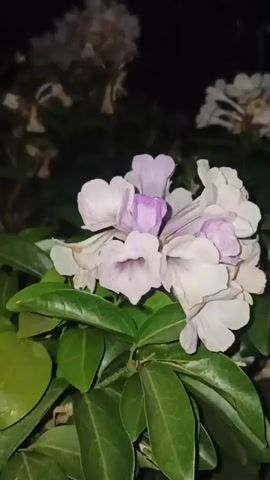 This video shows a close-up of a cluster of purple and white flowers with green leaves against a dark background. The flowers are trumpet-shaped and clustered together. The lighting suggests it is nighttime. The camera pans slightly, showing more of the flowers and leaves, and then a blurry background with some lights, possibly from a building.