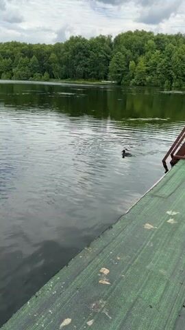 A lone duck swims in a lake. The duck is small and dark-colored. The lake is surrounded by a dense forest of green trees. The sky is cloudy. A portion of a green dock is visible in the foreground of the video.