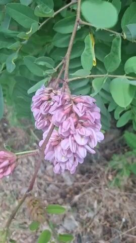 This media file showcases a close-up view of a cluster of delicate, pale pink flowers hanging from a branch. The flowers are small and numerous, forming a pendulous raceme. They appear to be in full bloom, with individual petals visible, some still slightly curled. The branch supporting the flowers is thin and reddish-brown, with small thorns or prickles along its length. Above and behind the flowers, lush green leaves create a soft, blurred backdrop. The background also shows hints of dry, brown ground cover, suggesting an outdoor setting in a natural environment.

The lighting suggests it's daytime, likely with diffused sunlight, as there are no harsh shadows. The overall mood conveyed is one of natural beauty and tranquility. The focus is squarely on the flowers, drawing attention to their intricate form and gentle color.

The audio contains a brief commentary in Russian: "Какая красивая... акация! Запах... Вау!" which translates to "What a beautiful... acacia! The smell... Wow!". This indicates that the flowers are from an acacia tree and that their fragrance is notable and pleasing. The location context provided is Hîncești, Moldova, which places this scene in Eastern Europe.
