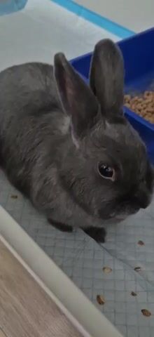A close-up shot shows a dark gray rabbit in a white litter box lined with absorbent pads. To the right of the rabbit, a blue plastic litter box contains rabbit pellets. The rabbit is facing down and appears to be resting or grooming. The environment suggests an indoor setting, possibly a home or a pet enclosure.