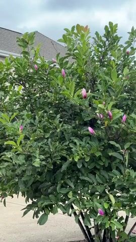 A video displays a magnolia tree with several pink buds and one blooming pink flower. The tree has lush green leaves and is positioned outdoors with a building and sky visible in the background. The camera pans and zooms slightly, focusing on the flowers and foliage.