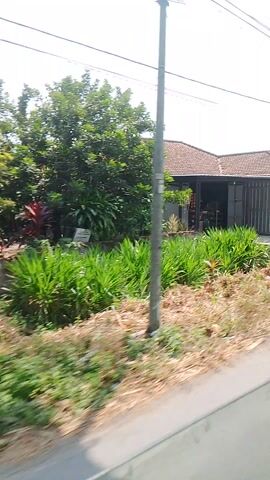 The video shows a street-level view, possibly from a vehicle moving through a residential area in Plemahan, Indonesia. The scene is dominated by a narrow, paved road with a roadside drainage ditch filled with dry leaves and some green vegetation. On the left side of the road, there are houses with tiled roofs and some trees. Overhead, a dense network of power lines is visible.

In the first few seconds, a small shop or stall is visible with goods displayed inside and on the storefront. The shop appears to be open. As the view progresses, the camera passes by more houses, some with brick walls and tiled roofs. Lush green foliage, including what appears to be banana trees and other leafy plants, lines parts of the roadside.

Around the 00:03 mark, a person in a blue shirt is seen standing next to a cart with wheels, possibly a vendor or someone working at a roadside stall. The cart has some signage on it, but the text is not clearly legible. A reflection of the person in a green side mirror of a vehicle is also visible.

The lighting suggests it is daytime, likely late morning or early afternoon, with bright sunlight casting shadows. The weather appears to be fair and sunny. The overall impression is of a typical, somewhat unkempt, rural or suburban Indonesian street scene. There are no clear indicators of any specific event or strong emotions, other than the general sense of daily life.