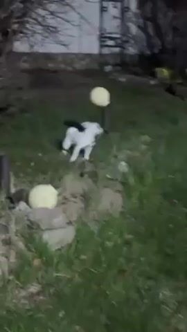 A small white and brown dog runs across a grassy yard at night, carrying a large stick in its mouth. The dog leaps over a concrete path and continues running on the grass, shaking its head. The environment appears to be a backyard with a building and trees in the background. The lighting is dim.
